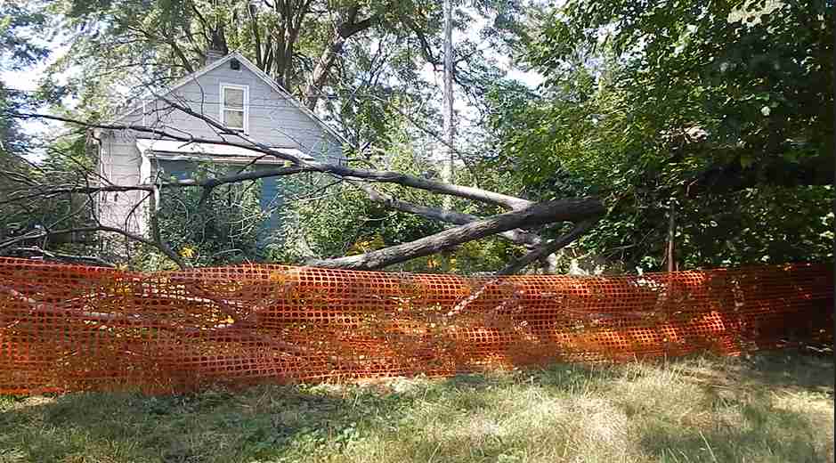 4501 Farmbrook tree.PNG